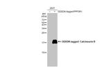 Calcineurin B Antibody in Western Blot (WB)