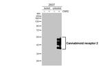 CNR2 Antibody in Western Blot (WB)