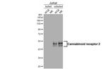 CNR2 Antibody in Western Blot (WB)