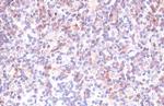 Caspase 3 Recombinant Rabbit Monoclonal Antibody (HL1370)