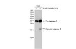 Caspase 3 Antibody in Western Blot (WB)