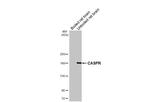 CNTNAP1 Antibody in Western Blot (WB)