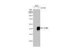 NOV Antibody in Western Blot (WB)