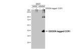 CCR1 Antibody in Western Blot (WB)
