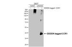 CCR1 Antibody in Western Blot (WB)
