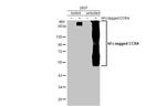 CCR4 Antibody in Western Blot (WB)