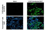 CCR7 Antibody in Immunocytochemistry (ICC/IF)