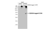 CCR9 Antibody in Western Blot (WB)