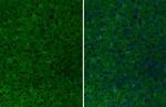 CD11b Antibody in Immunohistochemistry (Paraffin) (IHC (P))