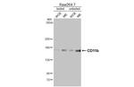 CD11b Antibody in Western Blot (WB)