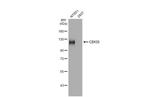 CD133 Recombinant Rabbit Monoclonal Antibody (HL1271)