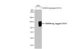 CD133 Antibody in Western Blot (WB)
