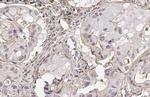CD73 Recombinant Rabbit Monoclonal Antibody (HL2493)