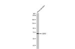 CD73 Antibody in Western Blot (WB)