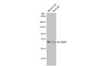 CD73 Antibody in Western Blot (WB)