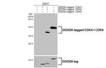 CDK4/CDK6 Antibody in Western Blot (WB)