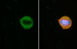 CEP152 Recombinant Rabbit Monoclonal Antibody (HL2763)