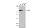 CHD4 Antibody in Western Blot (WB)