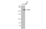 CHD4 Antibody in Western Blot (WB)