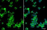 CHI3L1 Antibody in Immunocytochemistry (ICC/IF)