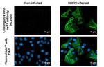 Chikungunya Virus NSP1 (S27-African prototype) Antibody in Immunocytochemistry (ICC/IF)