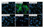 Chikungunya Virus NSP1 (S27-African prototype) Antibody in Immunocytochemistry (ICC/IF)
