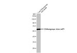 Chikungunya Virus NSP1 (S27-African prototype) Antibody in Western Blot (WB)