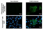 Chikungunya Virus NSP4 (S27-African prototype) Antibody in Immunocytochemistry (ICC/IF)