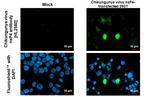 Chikungunya Virus NSP4 (S27-African prototype) Recombinant Rabbit Monoclonal Antibody (HL2580)