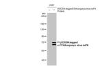 Chikungunya Virus NSP4 (S27-African prototype) Antibody in Western Blot (WB)