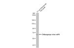 Chikungunya Virus NSP4 (S27-African prototype) Antibody in Western Blot (WB)