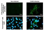 Chikungunya Virus NSP4 (S27-African prototype) Antibody in Immunocytochemistry (ICC/IF)
