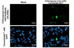 Chikungunya Virus NSP4 (S27-African prototype) Recombinant Rabbit Monoclonal Antibody (HL2582)