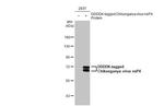 Chikungunya Virus NSP4 (S27-African prototype) Antibody in Western Blot (WB)