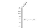 Chikungunya Virus NSP4 (S27-African prototype) Antibody in Western Blot (WB)