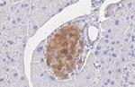 Chromogranin C Antibody in Immunohistochemistry (Paraffin) (IHC (P))