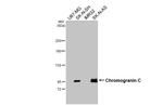Chromogranin C Antibody in Western Blot (WB)