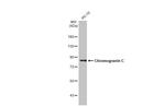 Chromogranin C Antibody in Western Blot (WB)