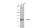 CKAP4 Antibody in Western Blot (WB)