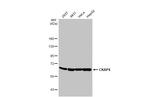 CKAP4 Antibody in Western Blot (WB)