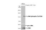 Phospho-c-Met (Tyr1234) Antibody in Western Blot (WB)