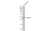 CNOT8 Antibody in Western Blot (WB)