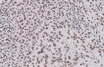 Phospho-CREB (Ser133) Recombinant Rabbit Monoclonal Antibody (HL2776)