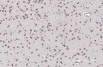 CREB Antibody in Immunohistochemistry (Paraffin) (IHC (P))