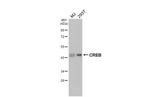 CREB Antibody in Western Blot (WB)