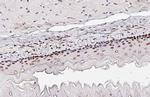 CREB Antibody in Immunohistochemistry (Paraffin) (IHC (P))