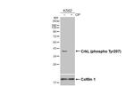 Phospho-CrkL (Tyr207) Recombinant Rabbit Monoclonal Antibody (HL3176)