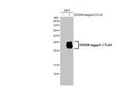 CTLA-4 Antibody in Western Blot (WB)