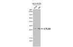 CTLA-4 Antibody in Western Blot (WB)