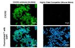 CXCR2 Antibody in Immunocytochemistry (ICC/IF)